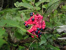 Пион кавказский (кавахский) 004